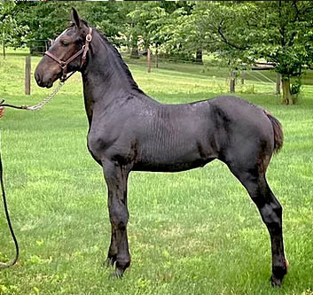 Percheron Foals